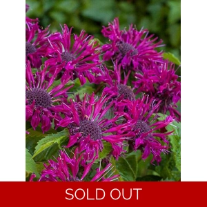 Monarda 'Bee-True'